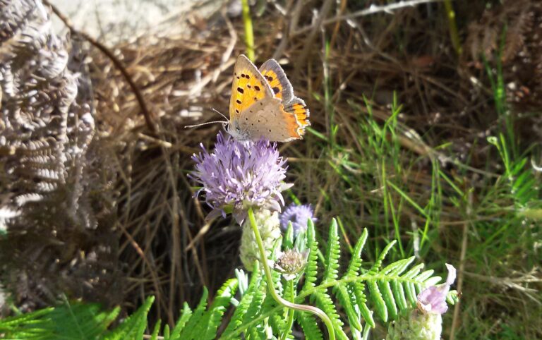 Outdoor Isola d'Elba
