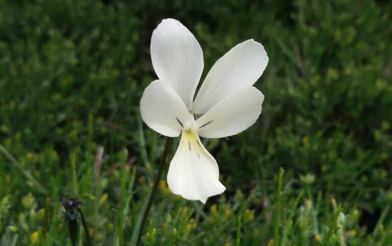 Outdoor Isola d'Elba