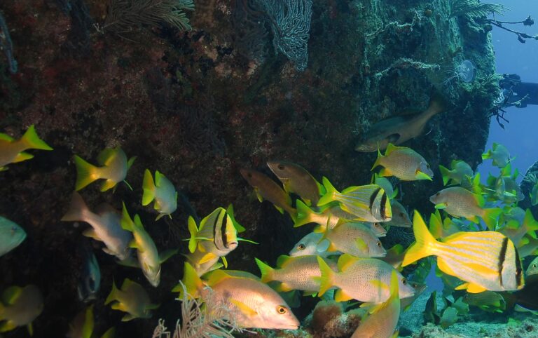 Outdoor Isola d'Elba